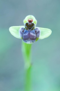 Bumblebee orchid