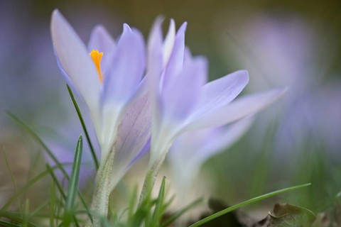 Early Crocus