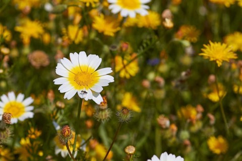Spring in Crete