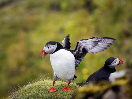 Puffin