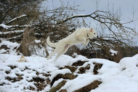 Kuvasz romps in the snow and jumps