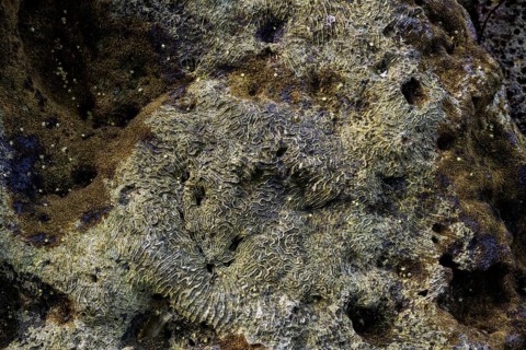 Dead corals lifted out of the water by an earthquake