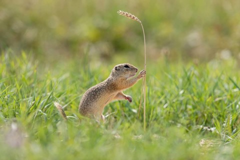 European ground squirrel