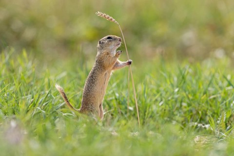 European ground squirrel