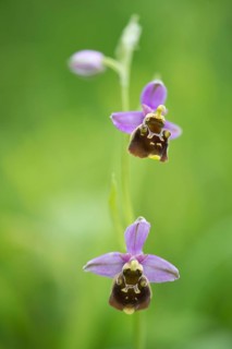 Late spider-orchid