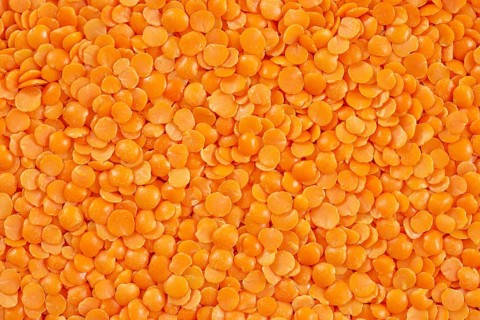 Closeup of red split lentil also known as Egyptian lentil or Masoor dal