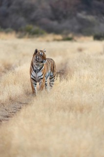Bengal tiger