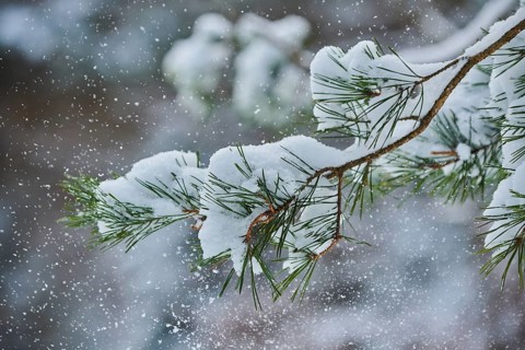 Skots pine