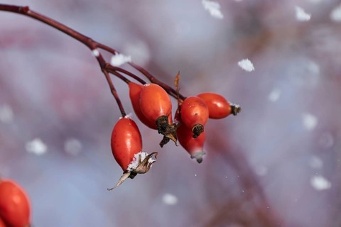 Dog rose