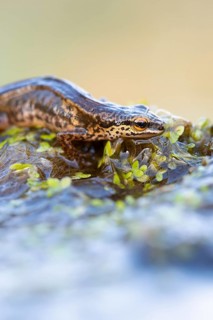 Palmate newt