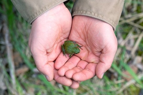 European tree frog