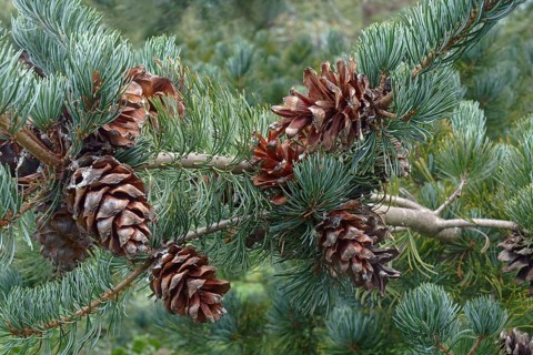 Cleary japanese white pine