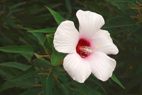 Halberdleaf hibiscus