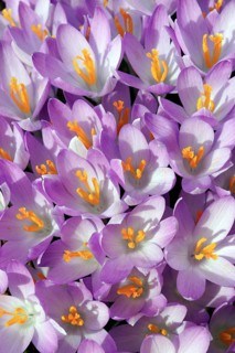 Woodland crocus