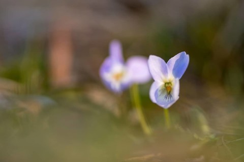 Early-dog violet