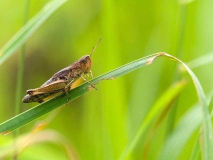 Common field grasshopper