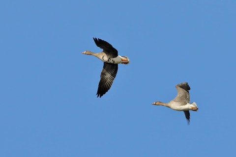 Greater white-fronted geese