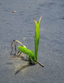 Coconut palm sprouts on a black sand beach