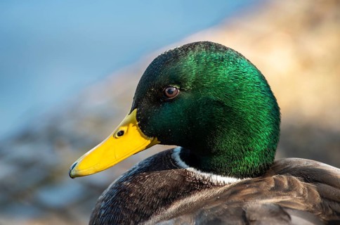 Mallard