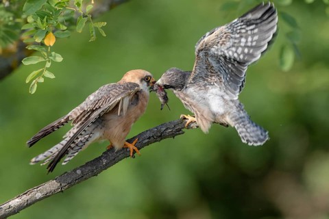 Red-footed falcon