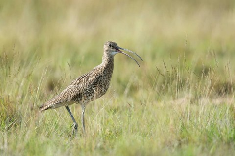 Curlew