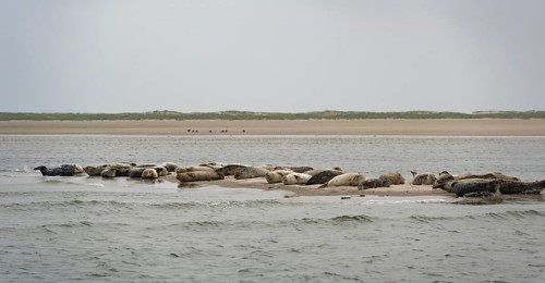 Grey seals