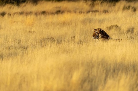 Bengal tiger