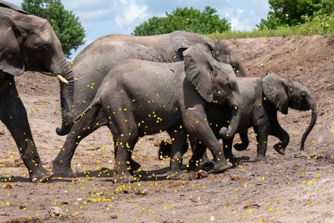 African elephant