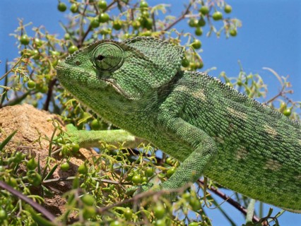 Head of a green Mediterranean chameleon