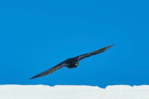 Yellow-billed chough