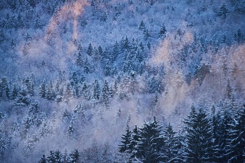 Colored Fog above a Norway spruce