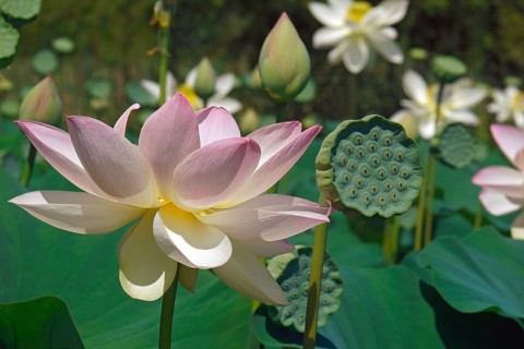 Sacred lotus