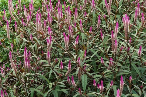 Wheat celosia