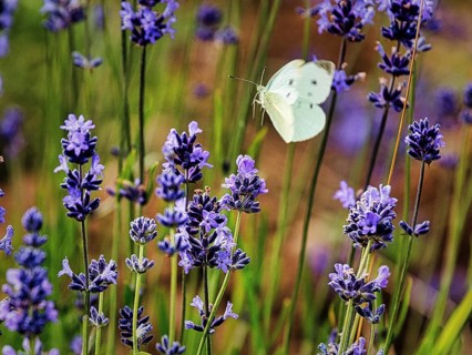 Cabbage butterfly