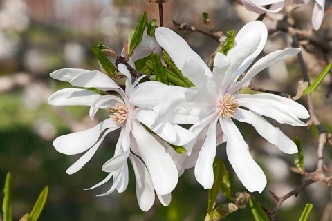 Centennial star magnolia