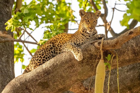 African leopard