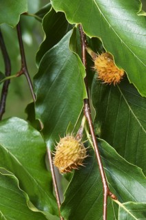 American beech