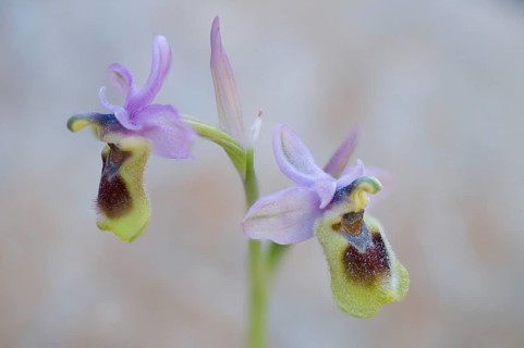 Sawfly orchid