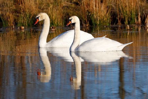Mute swans