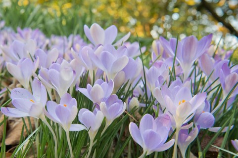 Early Crocus