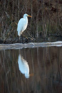 Great egret