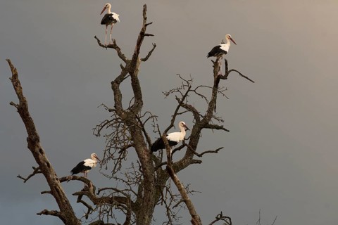 White stork