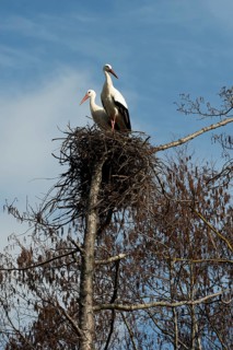 White stork
