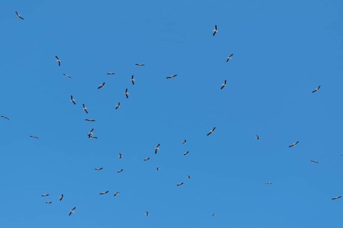 White stork