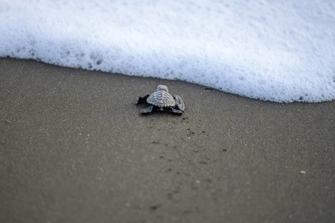 Newly hatched olive ridley sea turtle