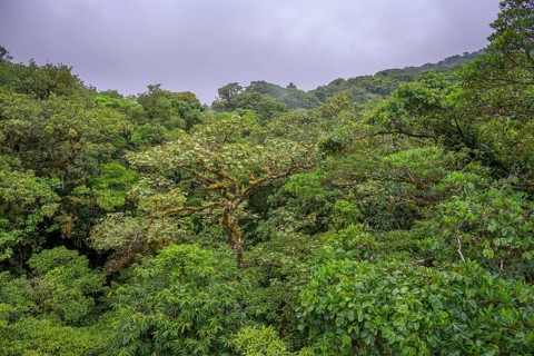 Rainforest in Selvatura Park seen from a suspension bridge