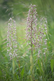 Lizard orchid