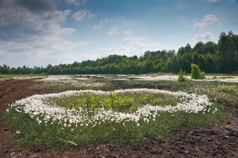Bog landscape with common cottongrass