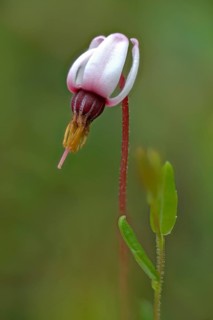 swamp cranberry