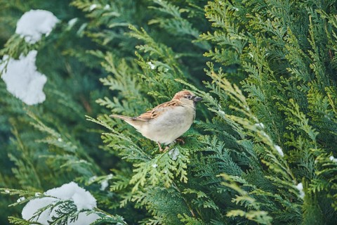 House sparrow